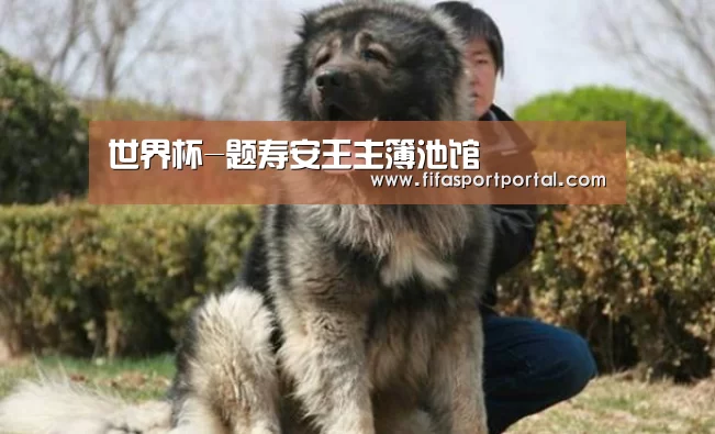 世界杯官网