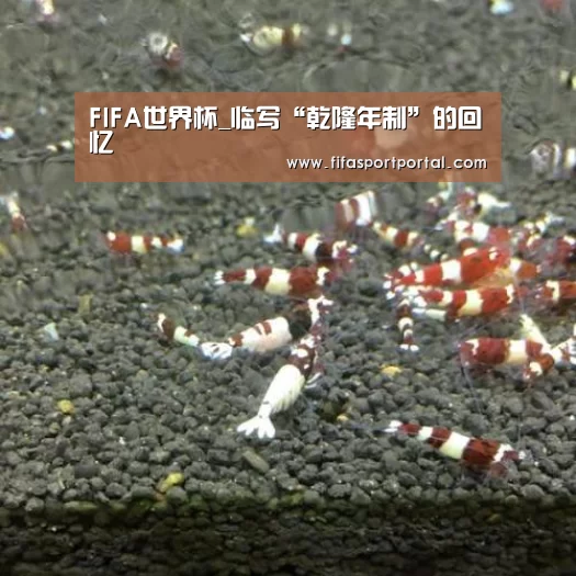 FIFA世界杯